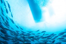 Fish swirl beneath the Dive! Tutukaka boat during a dive at the Poor Knights Islands in Tutukaka, Northland, New Zealand