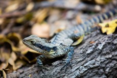 An Eastern water dragon at Manly on the Northern beaches of Sydney, NSW, Australia. 