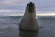 A curious bystander who turned up during a shoot at Aramoana last week. Dunedin, New Zealand.
Credit: www.boxoflight.com/Derek Morrison