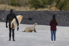 Phyllis is a six-year-old feamle sea lion (Phocarctos hookeri) who has taken up sand bathing during winter at Blackhead, Dunedin, New Zealand.